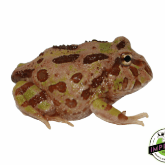 Camo PacMan Frog Baby