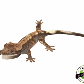 Cappucino Crested Gecko Baby (#111723-01)
