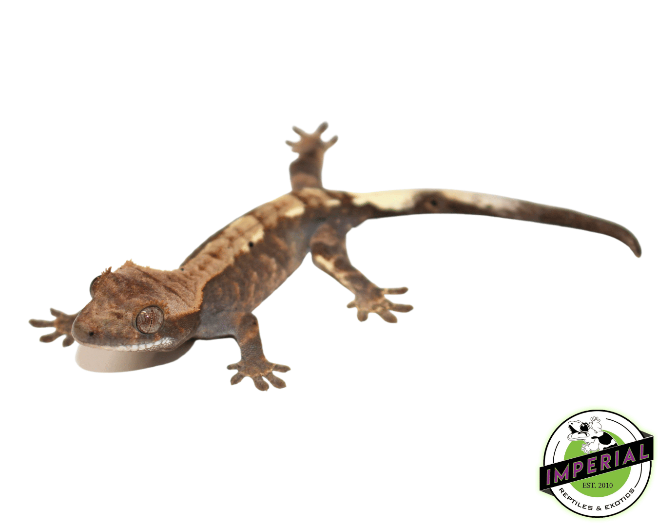 Cappucino Crested Gecko Baby (#111723-01)