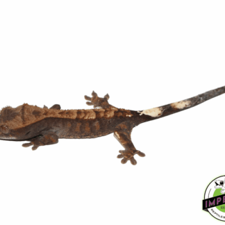 Cappucino Crested Gecko Baby (#111723-02)