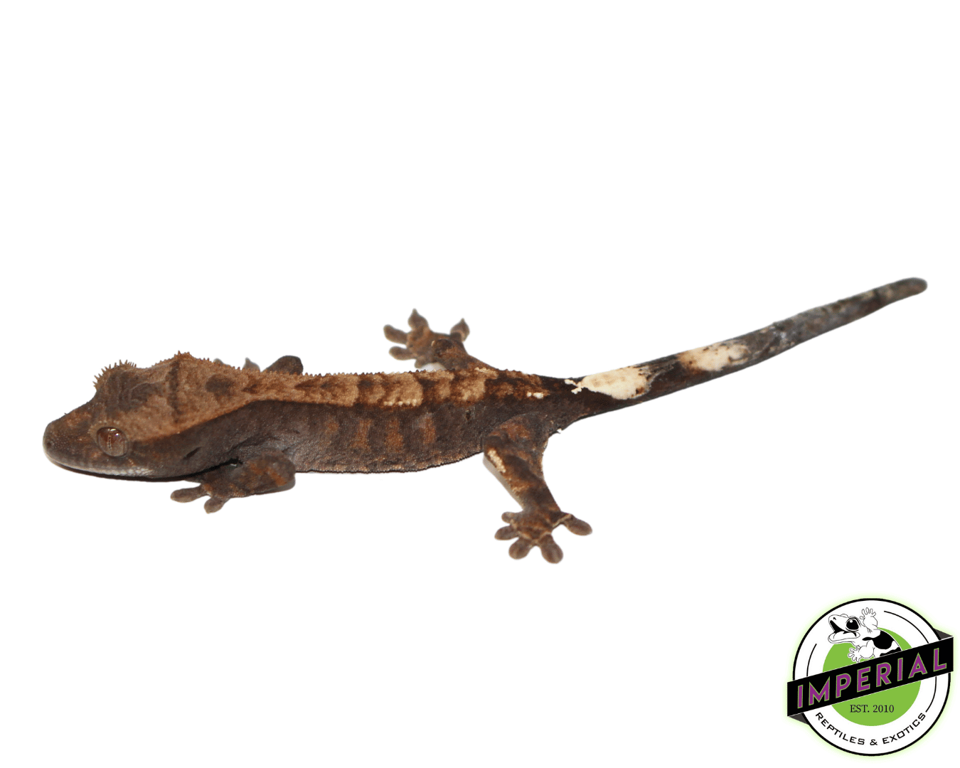 Cappucino Crested Gecko Baby (#111723-02)