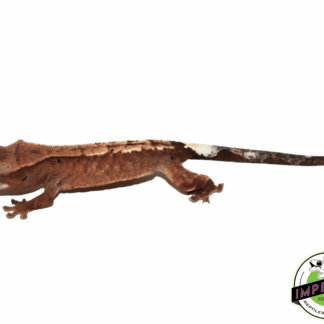 Cappucino Crested Gecko Baby (#111723-03)