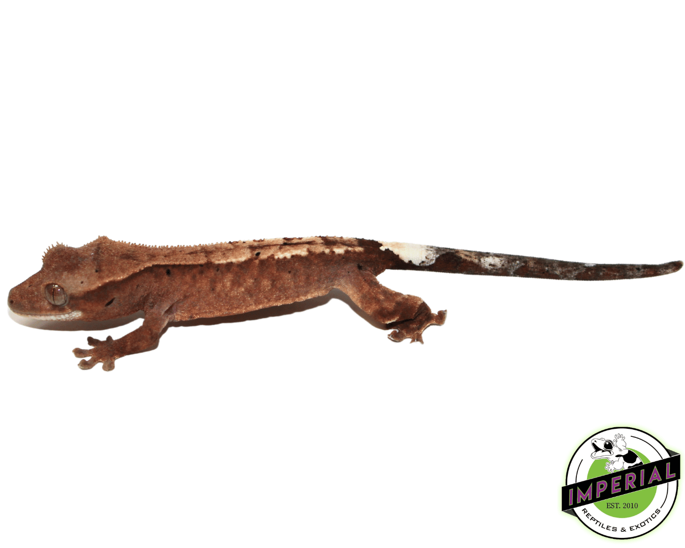 Cappucino Crested Gecko Baby (#111723-03)