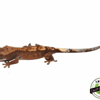 Cappucino Crested Gecko Baby (#111723-04)