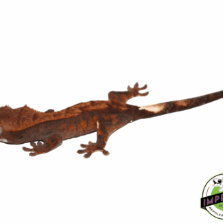 Cappucino Crested Gecko Baby (#111723-05)