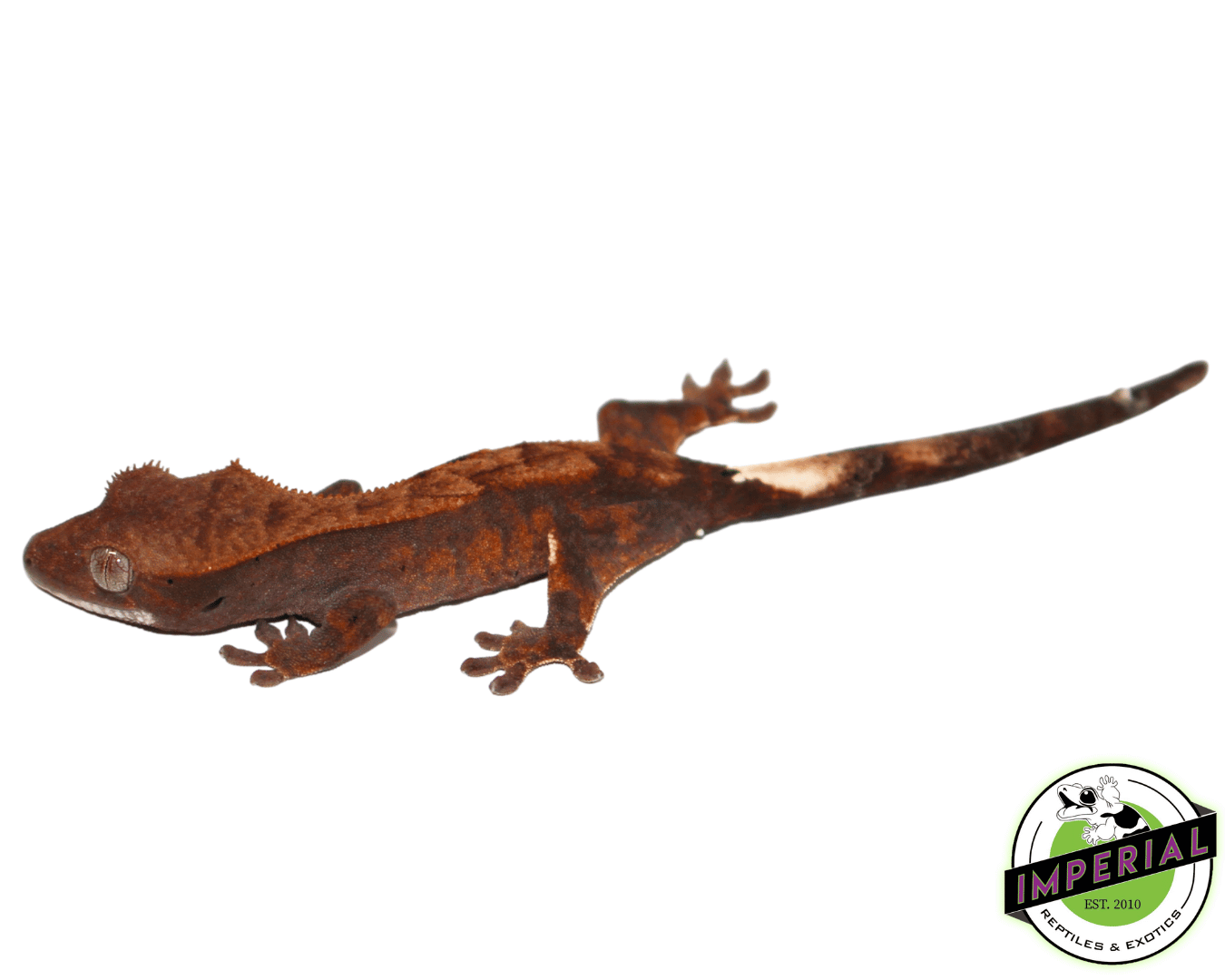 Cappucino Crested Gecko Baby (#111723-05)