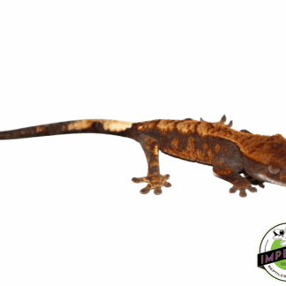 Cappucino Crested Gecko Baby (#102023-01)