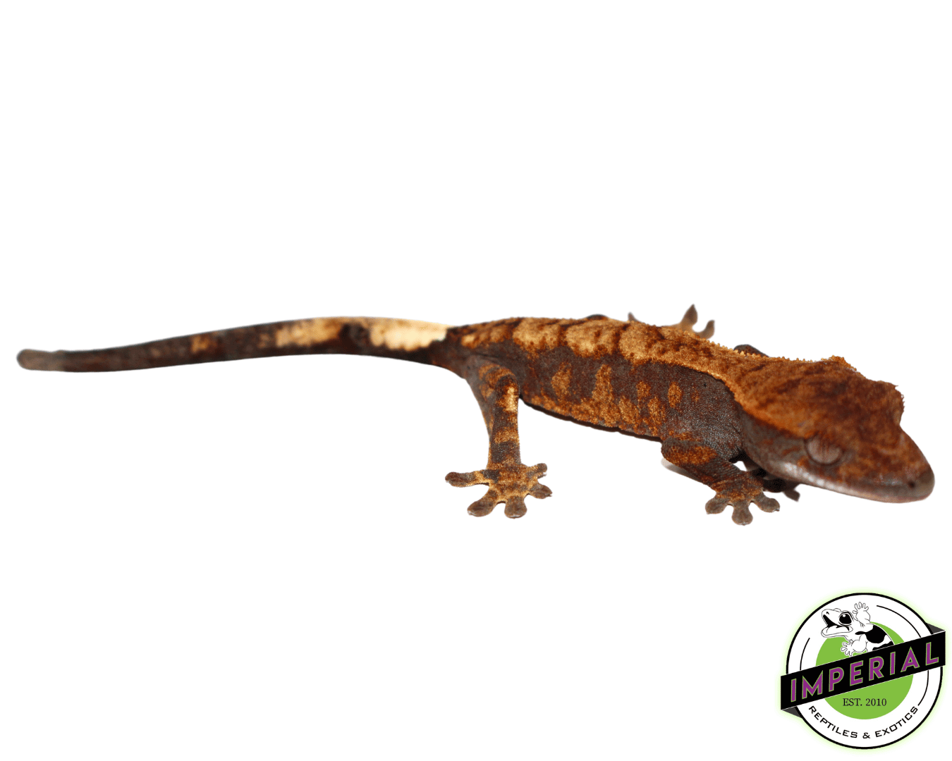 Cappucino Crested Gecko Baby (#102023-01)