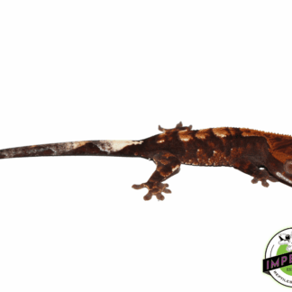 Cappucino Crested Gecko Baby (#102023-02)