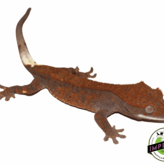 Cappuccino Crested Gecko Baby (#61423-03)