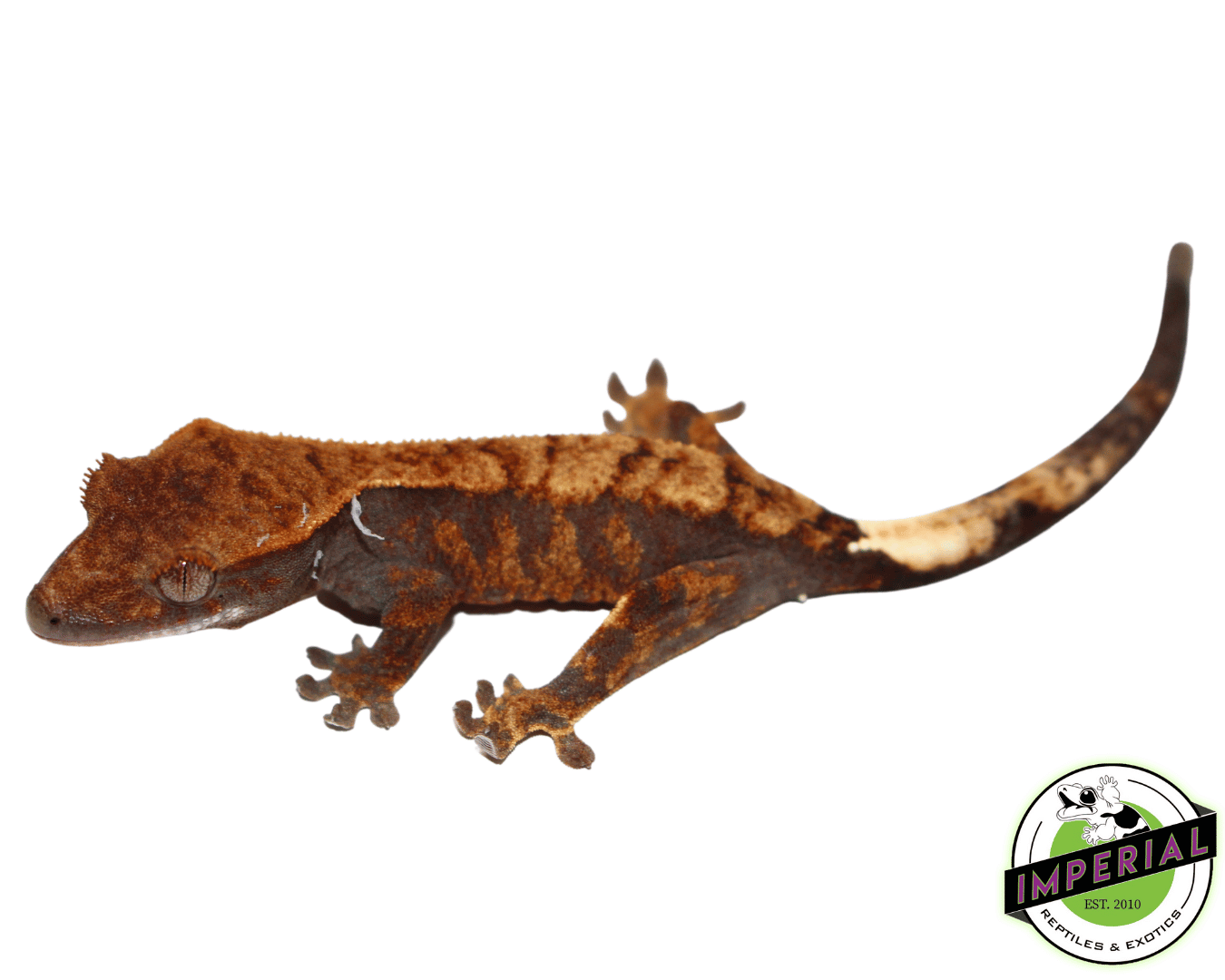 Cappucino Crested Gecko Baby (#102023-01) - Image 2