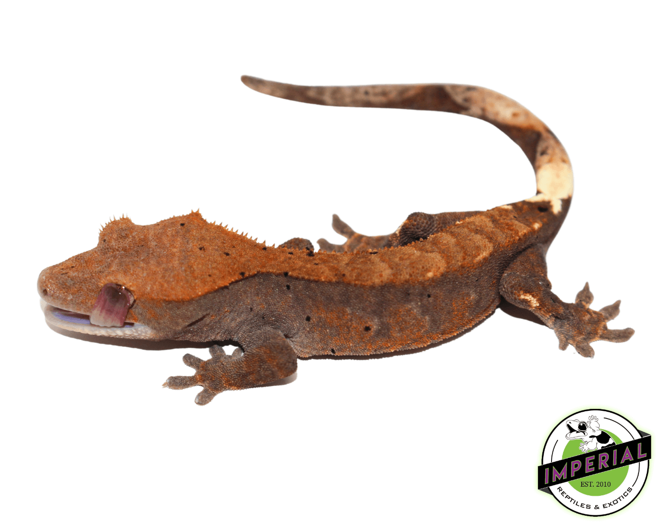Cappuccino Crested Gecko Baby (#41123-01) - Image 2