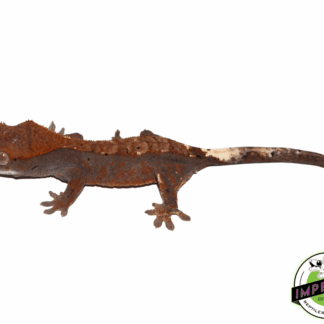 Cappuccino Crested Gecko Baby (#41123-02)