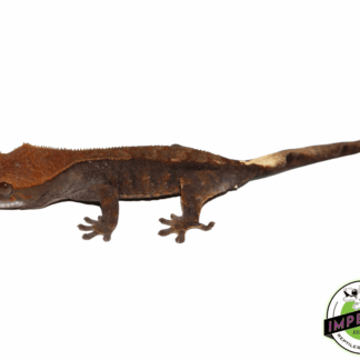 Cappuccino Crested Gecko Juvenile Male (#41123-03)