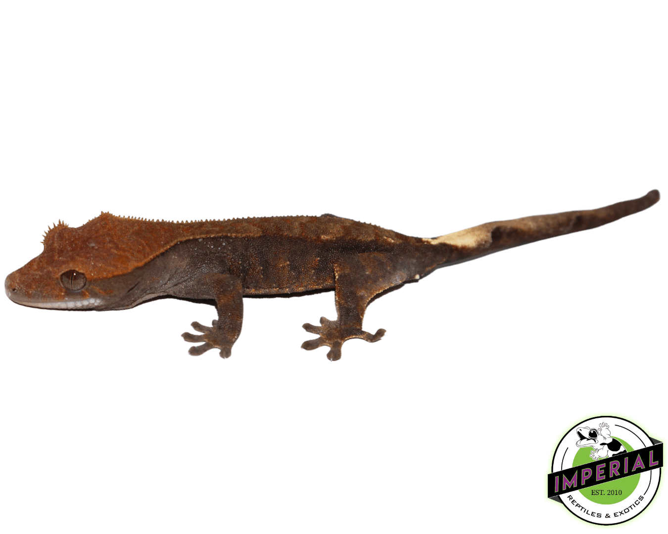 Cappuccino Crested Gecko Juvenile Male (#41123-03)