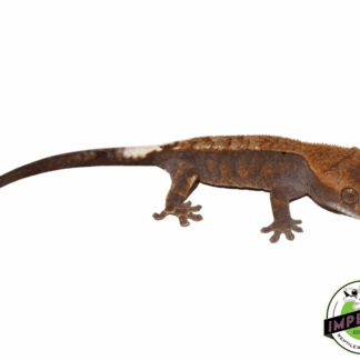 Baby Cappuccino Crested Gecko (#32823-1)