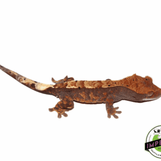 Cappuccino Crested Gecko Baby