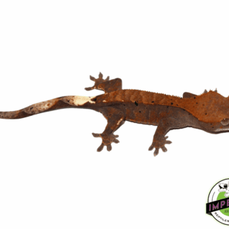 Cappuccino Crested Gecko Baby (#41123-01)