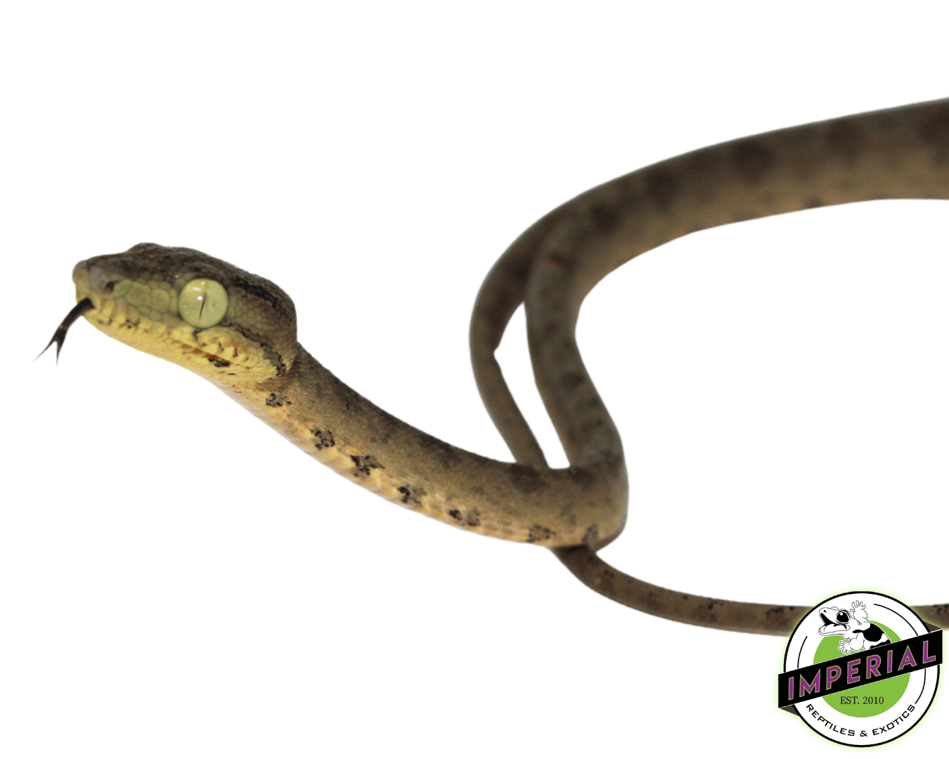 Amazon Tree Boa Baby - Image 2