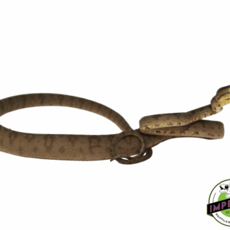 Amazon Tree Boa Baby