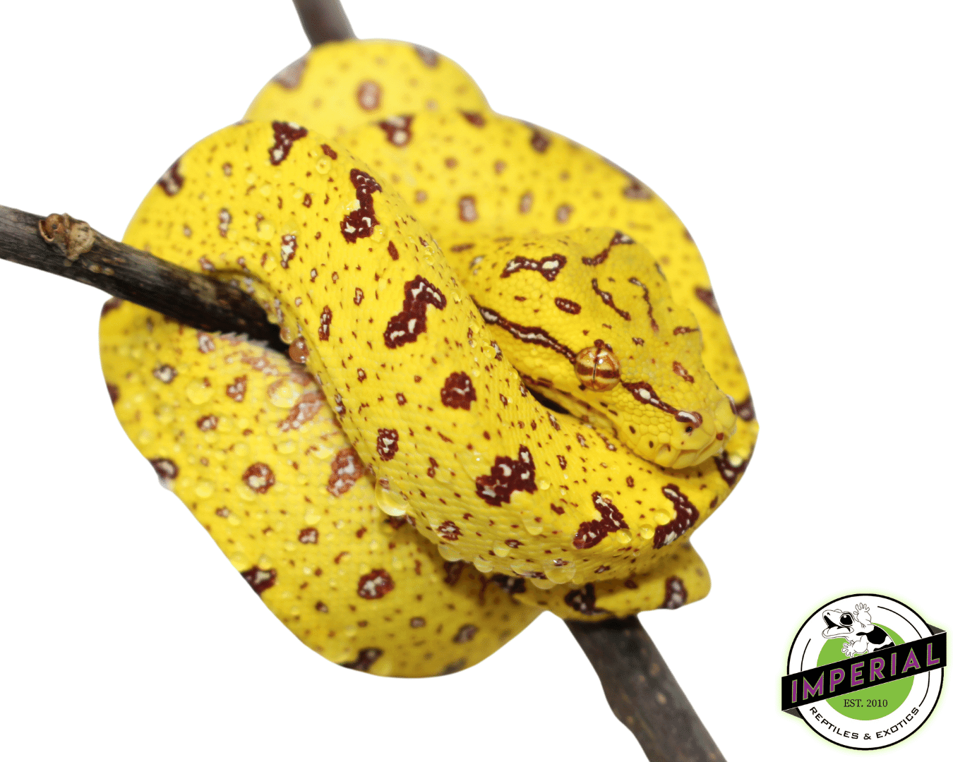USCB “Sorong/Merauke x Biak” Designer Green Tree Python - Image 2