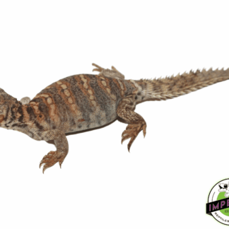 Ornate Uromastyx Baby