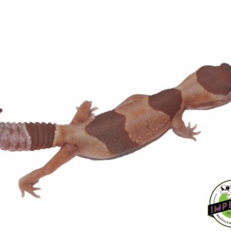 Caramel Albino African Fat Tail Gecko Baby