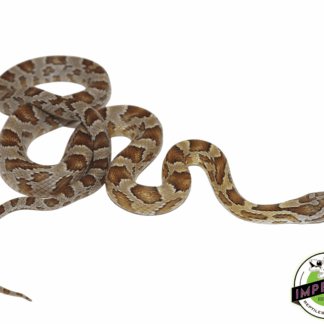 Caramel Corn Snake Baby