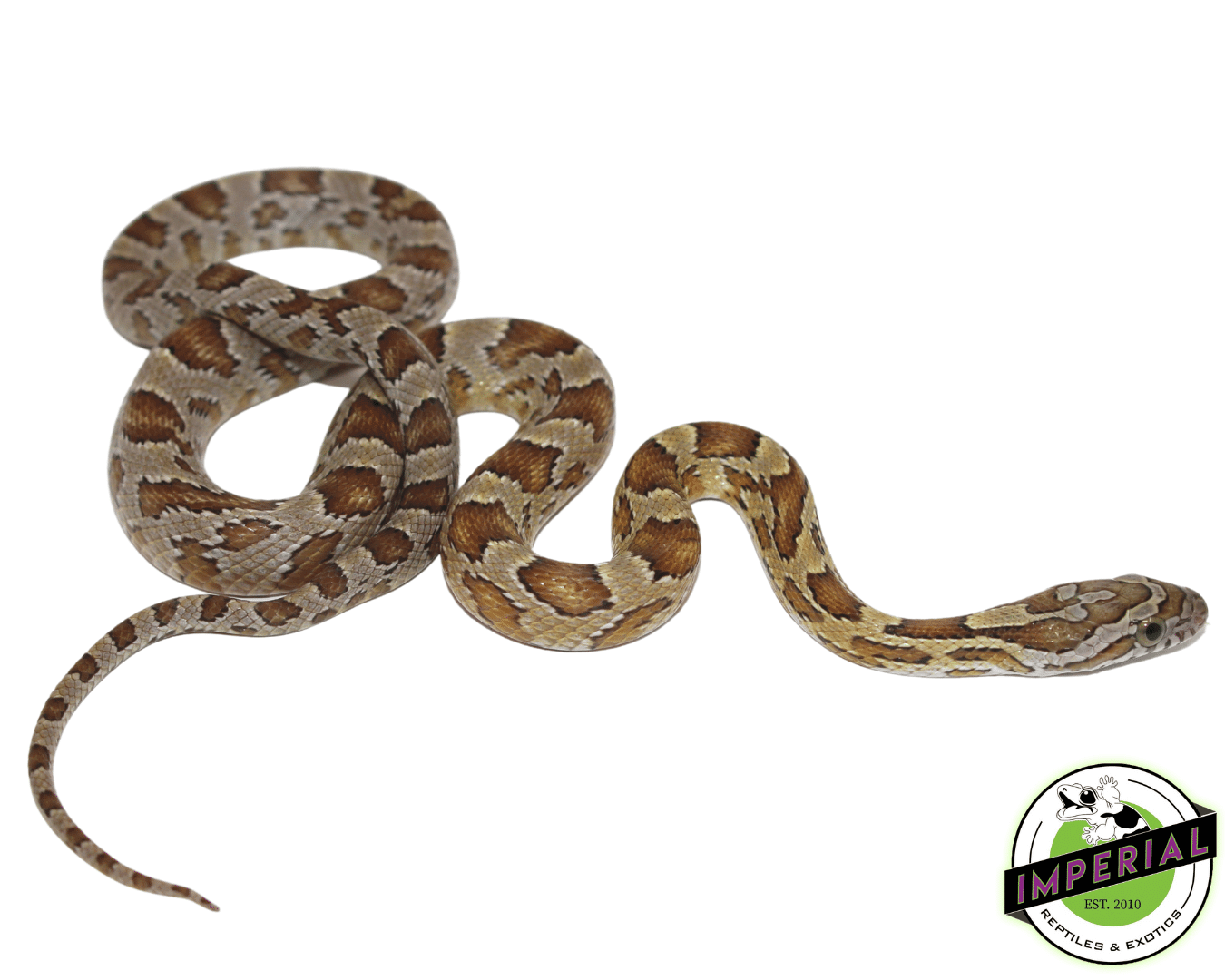 Caramel Corn Snake Baby