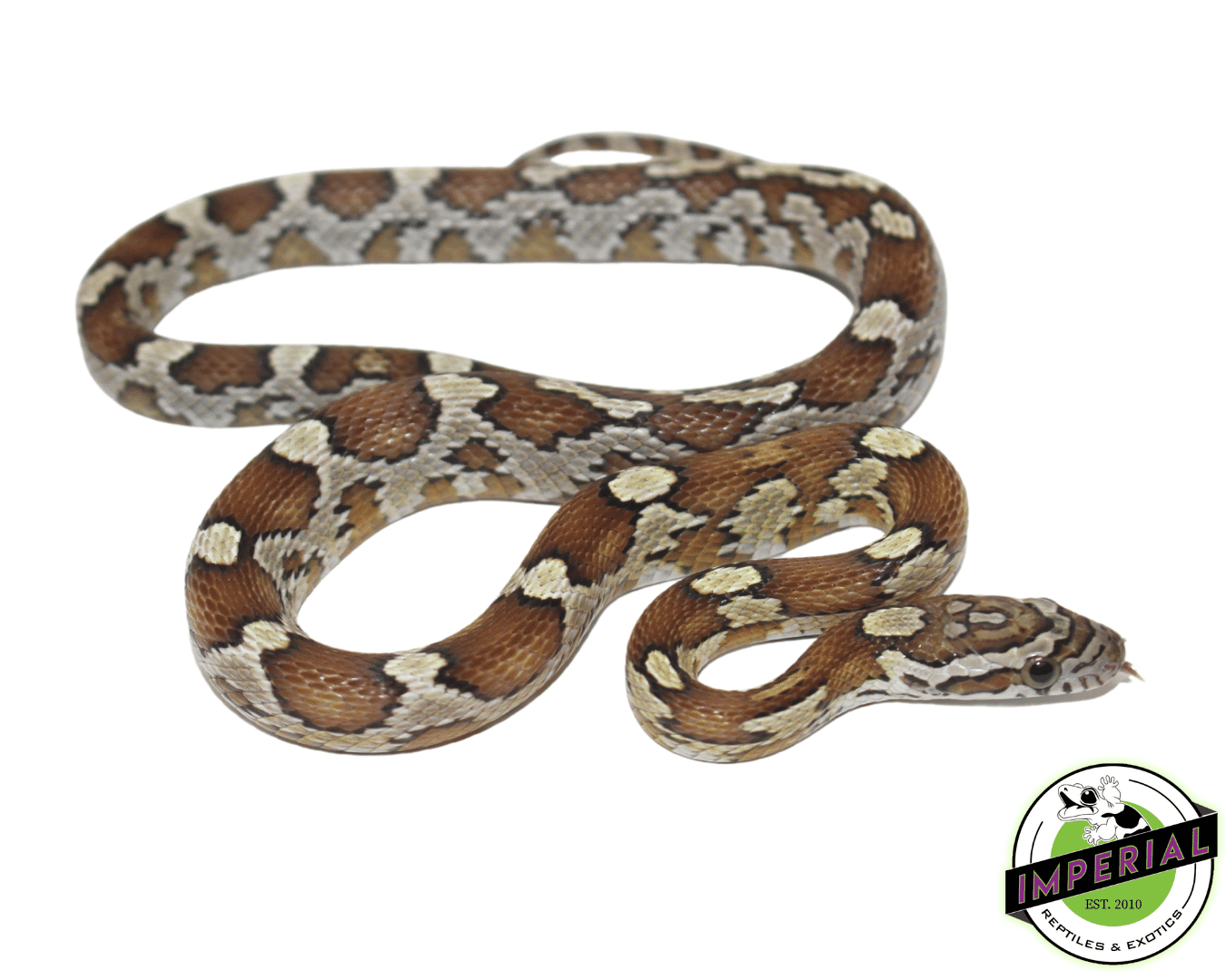 Caramel Corn Snake Baby - Image 2