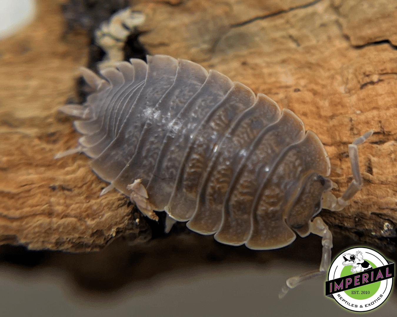 Caramel Isopods - Image 2