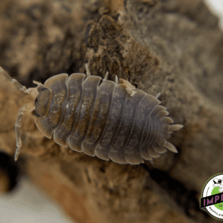 Caramel Isopods