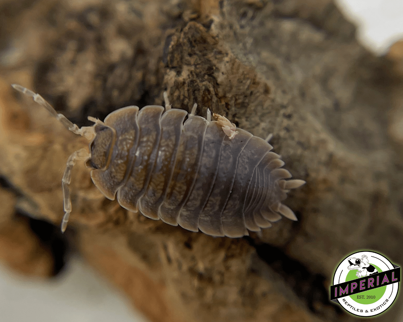 Caramel Isopods