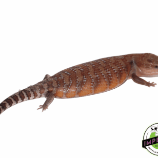 Caramel Northern Blue Tongue Skink Baby