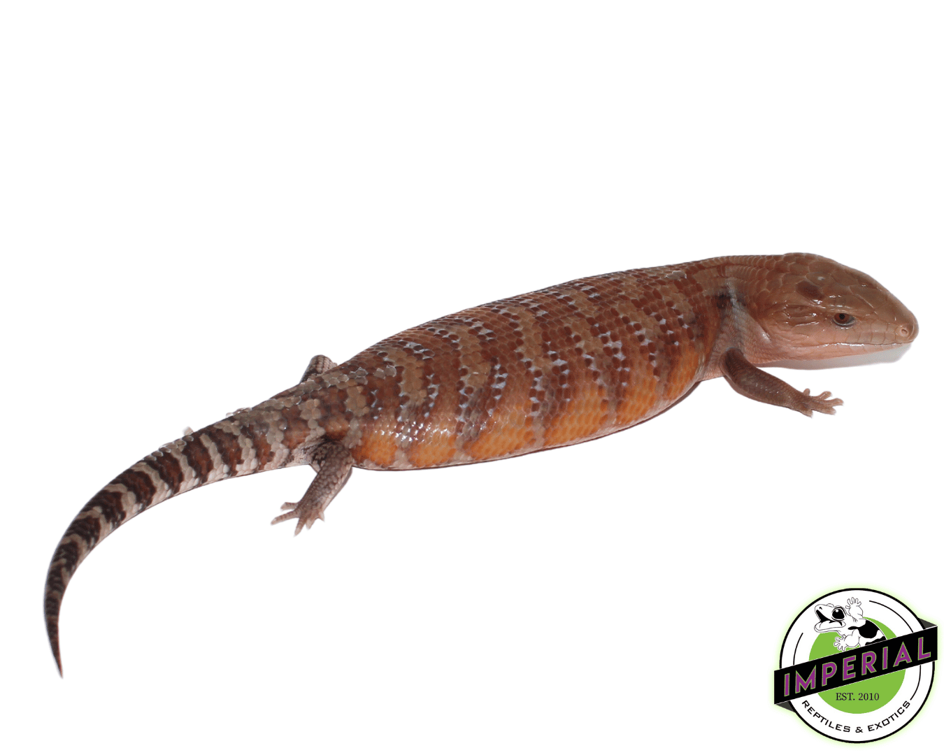 Caramel Northern Blue Tongue Skink Baby