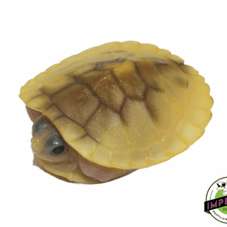 Caramel Pink Red Ear Slider Turtle Baby