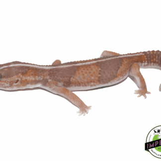 Caramel Stripe African Fat Tail Gecko Adult