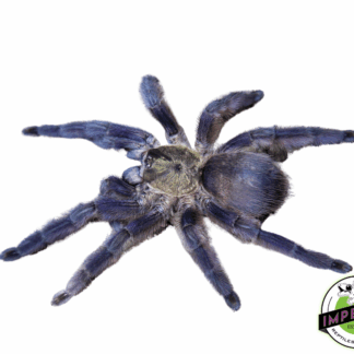 Caribbean Diamond Tree Spider