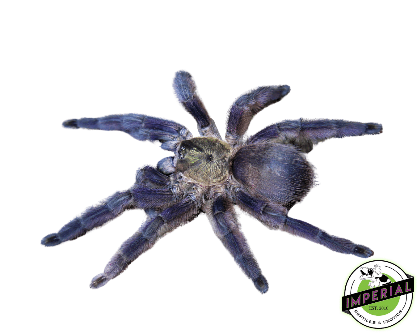 Caribbean Diamond Tree Spider