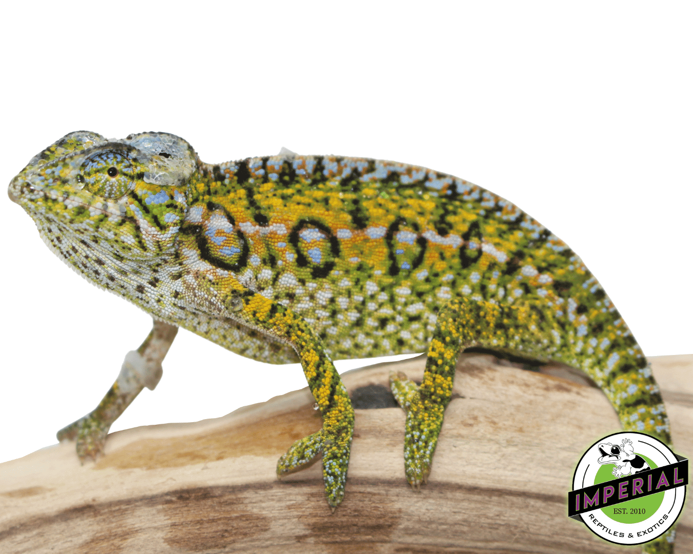 Carpet Chameleon - Image 2