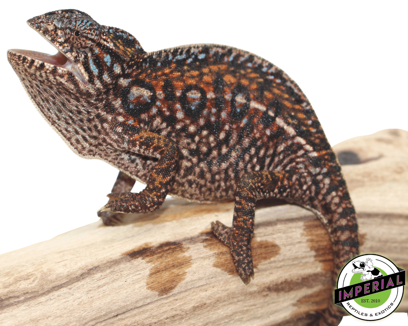 Carpet Chameleon - Image 3