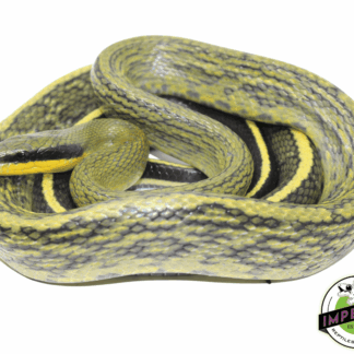 Sumatran Cave Dwelling Rat Snake