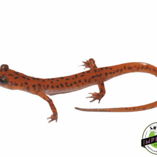 Cave Salamander (Eurycea Lucifuga)