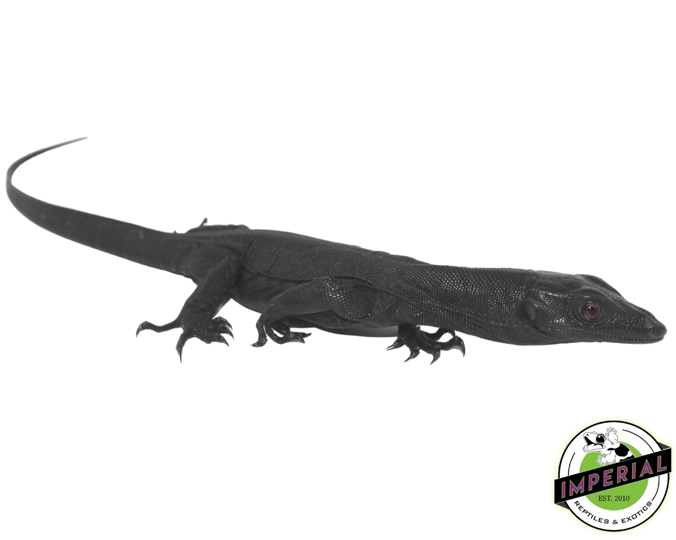 Black Dragon Water Monitor Baby - Image 2