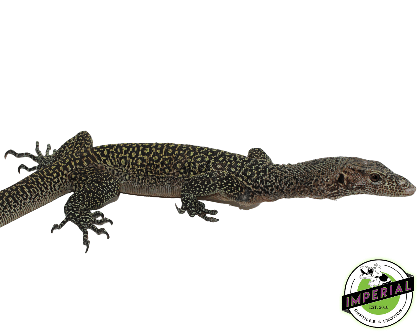 "Orange Spot" Blue Tail Monitor Adult Female - Image 2