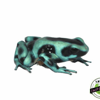 Green & Black Dart Frog (Dendrobates auratus)