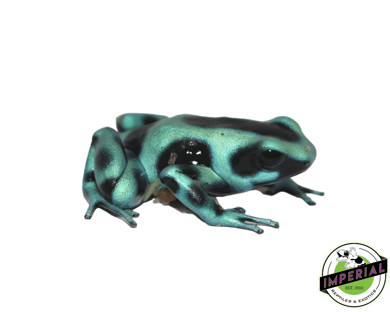 Green & Black Dart Frog (Dendrobates auratus)