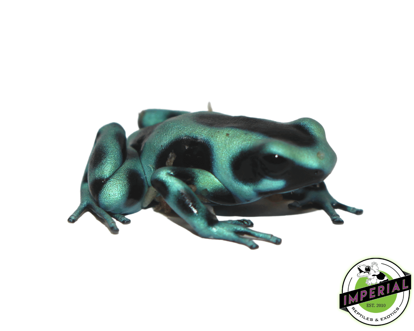 Green & Black Dart Frog (Dendrobates auratus) - Image 2