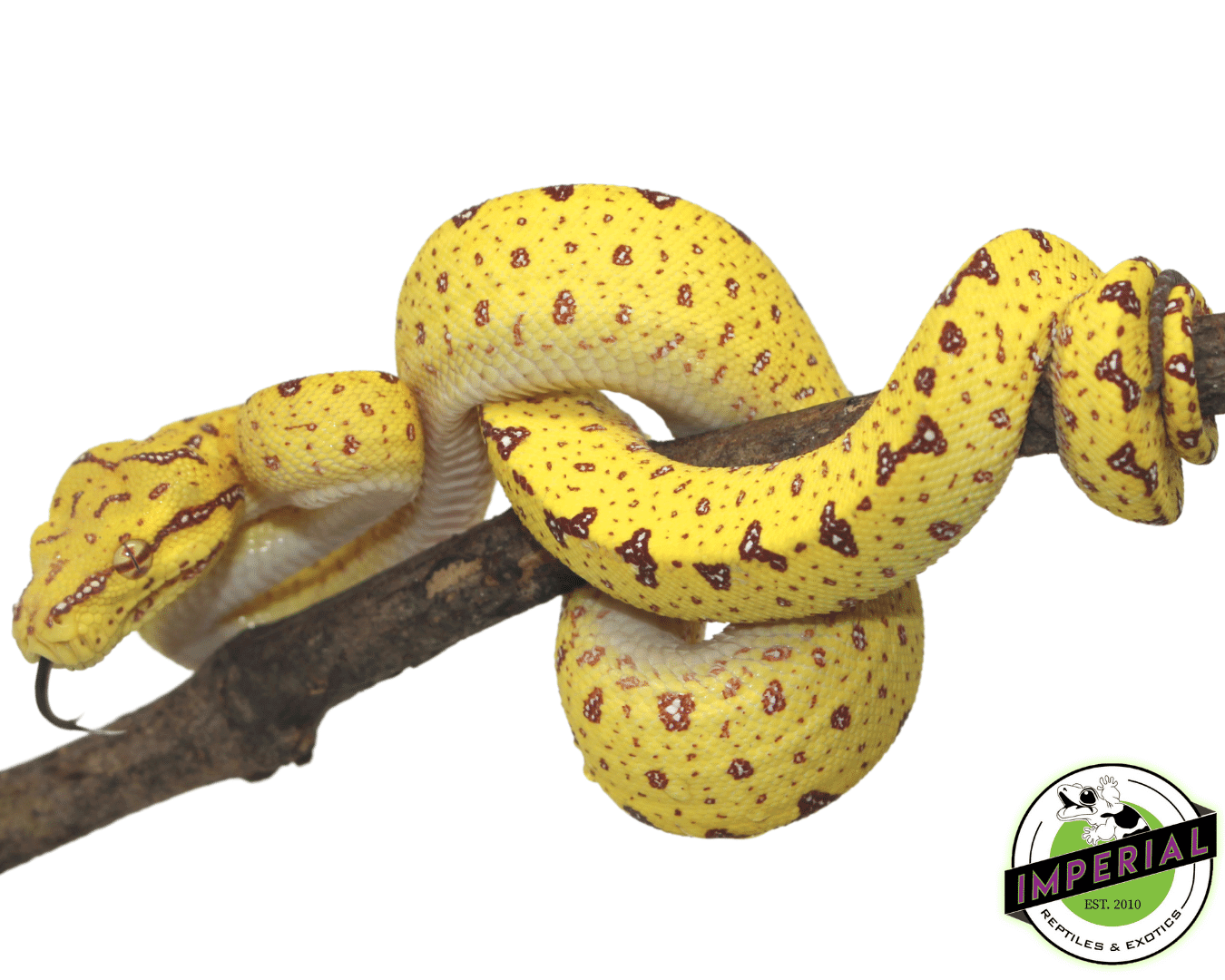 USCB “Sorong/Merauke x Biak” Designer Green Tree Python - Image 3