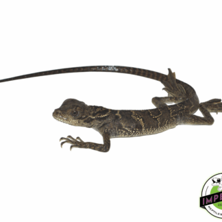 Black Sailfin Dragon (Hydrosaurus celebensis)